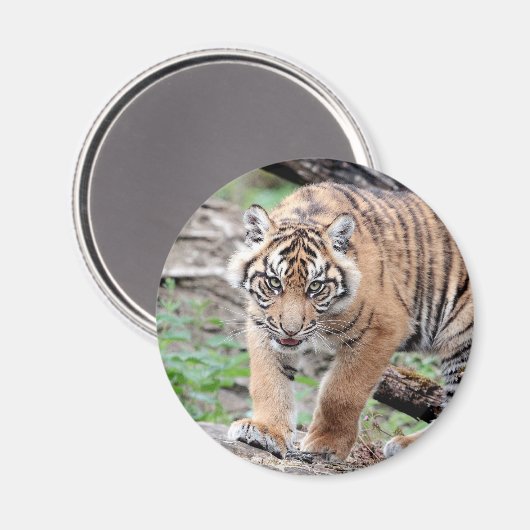 Magnet Fototijger, dieren 1. magnet (Voorkant / Achterkant)