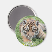 Magnet Fototijger, dieren 2. magnet (Voorkant / Achterkant)