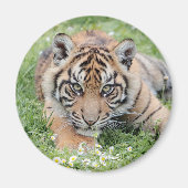 Magnet Fototijger, dieren 2. magnet (Voorkant)
