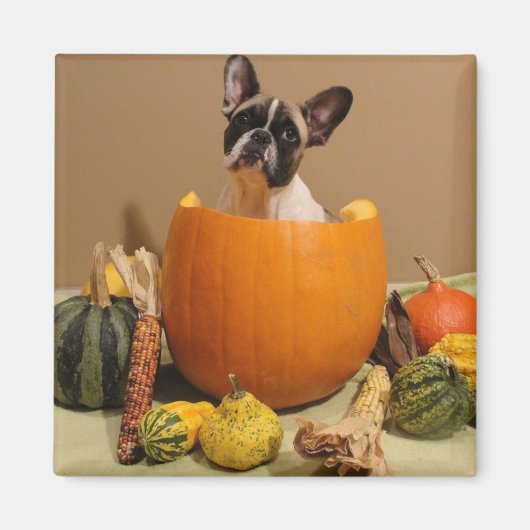 Magnet französische Bulldogge Halloween (Voorkant)