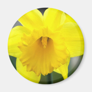Magnet - Geel Daffodil
