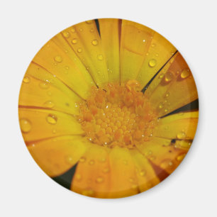 Magnet - Gele bloem met waterdruppels