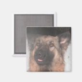 Magnet German Shepherd Sticking Tongue (Voorkant / Achterkant)