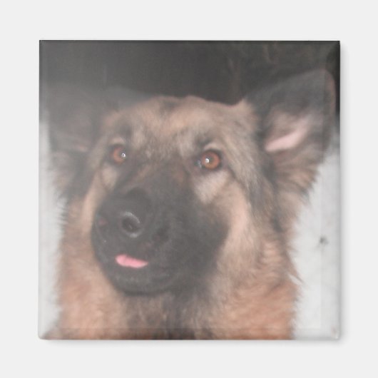 Magnet German Shepherd Sticking Tongue (Voorkant)