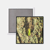 Magnet - Gevlekte kever (Voorkant / Achterkant)