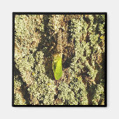 Magnet - Gevlekte kever (Voorkant)