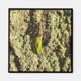 Magnet - Gevlekte kever