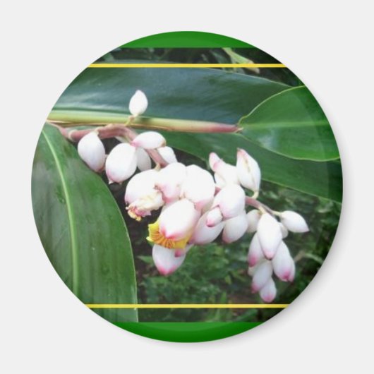 Magnet-Hawaii Shell Ginger Magneet (Voorkant)