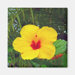 Magnet, Hawaiian Yellow Hibiscus Magneet