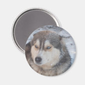 Magnet Husky Blue Eyes (Voorkant / Achterkant)