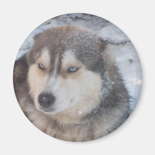 Magnet Husky Blue Eyes (Voorkant)