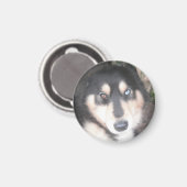 Magnet Husky One Blue Eye One Brown Eye (Voorkant / Achterkant)