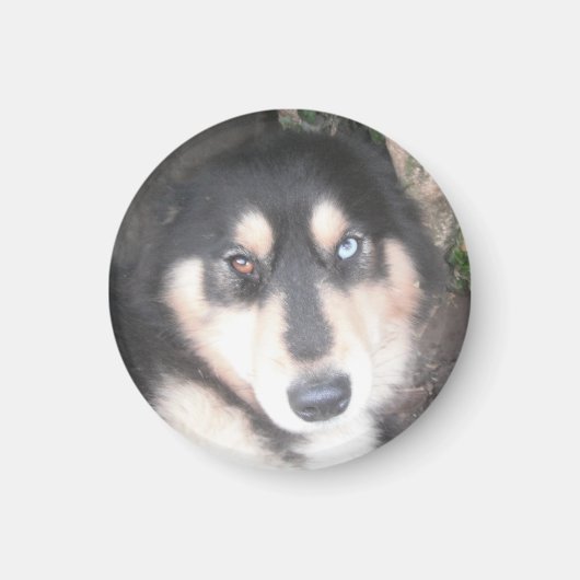 Magnet Husky One Blue Eye One Brown Eye (Voorkant)