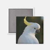 Magnet Kakadu (Voorkant / Achterkant)