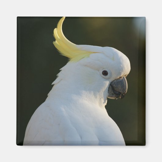 Magnet Kakadu (Voorkant)