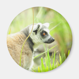 Magnet - Lemur - Ring op maat
