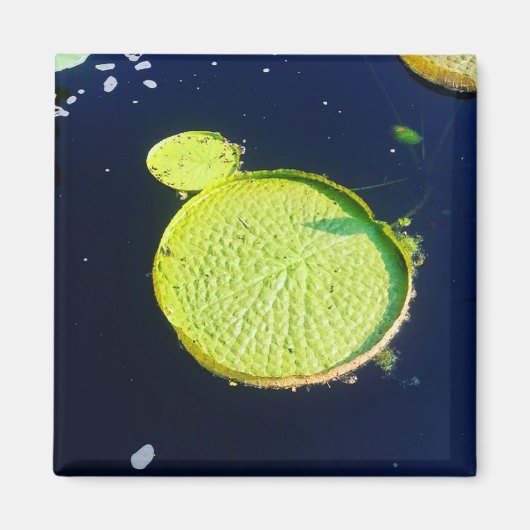 Magnet - Lily Pad (Chicago) (Voorkant)