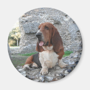 Magnet met Basset Hound Castle Ruins bezoeken
