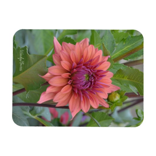 Magnet met doornhaaide dahlia magneet (Horizontaal)