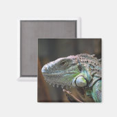 Magnet met hoofd van de kleurrijke Iguana hagedis (Voorkant / Achterkant)