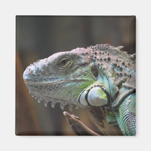 Magnet met hoofd van de kleurrijke Iguana hagedis (Voorkant)