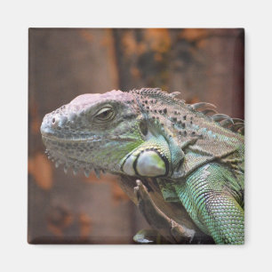 Magnet met kleurrijke Iguana hagedis