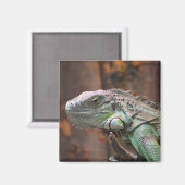 Magnet met kleurrijke Iguana hagedis (Voorkant / Achterkant)
