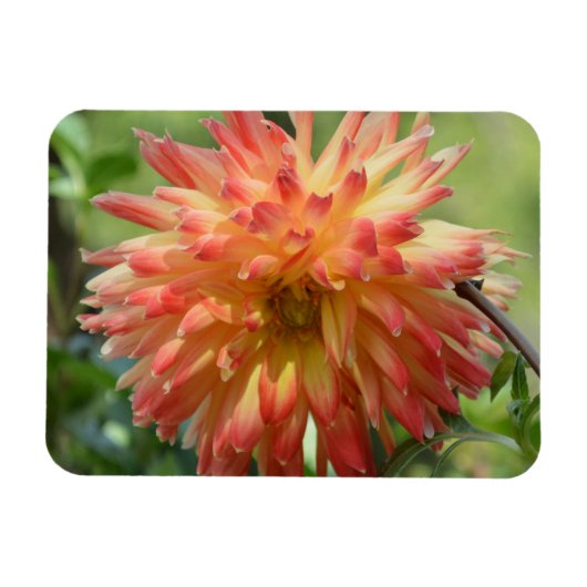 Magnet met oranje dahlia magneet (Horizontaal)