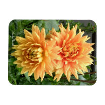 Magnet met oranje dahlias met regendruppels