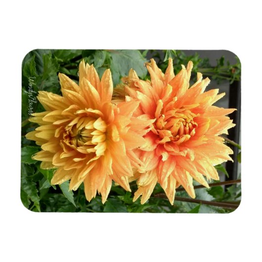Magnet met oranje dahlias met regendruppels magneet (Horizontaal)