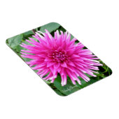 Magnet met roze cactus dahlia met witte tips magneet (Rechterzijde)