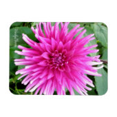 Magnet met roze cactus dahlia met witte tips magneet (Horizontaal)