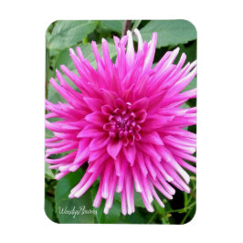 Magnet met roze cactus dahlia met witte tips magneet