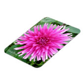 Magnet met roze cactus dahlia met witte tips magneet (Linkerzijde)