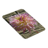 Magnet met witte dahlia met pikroze tips magneet (Rechterzijde)