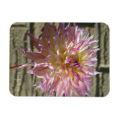 Magnet met witte dahlia met pikroze tips magneet (Horizontaal)