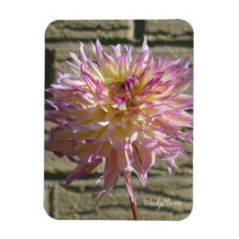 Magnet met witte dahlia met pikroze tips magneet
