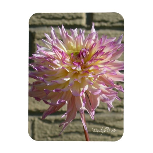 Magnet met witte dahlia met pikroze tips magneet (Verticaal)