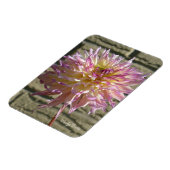 Magnet met witte dahlia met pikroze tips magneet (Linkerzijde)