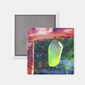 Magnet - Monarch Chrysalis (2018) (Voorkant / Achterkant)