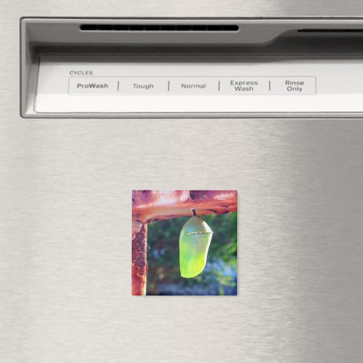 Magnet - Monarch Chrysalis (2018) (Insitu (Vaatwasser))