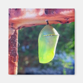 Magnet - Monarch Chrysalis (2018)