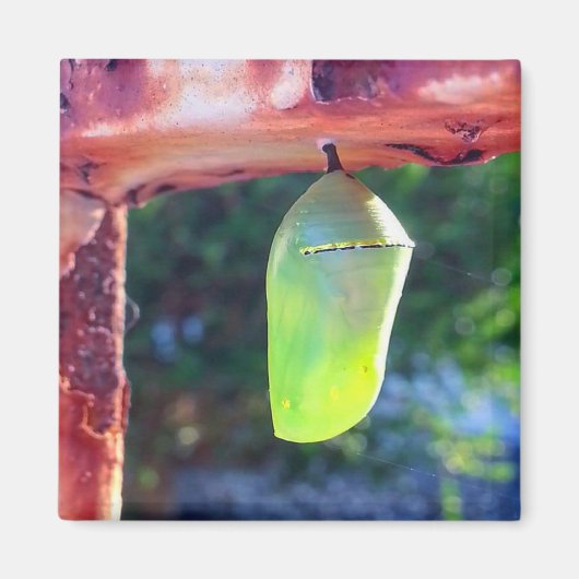 Magnet - Monarch Chrysalis (2018) (Voorkant)