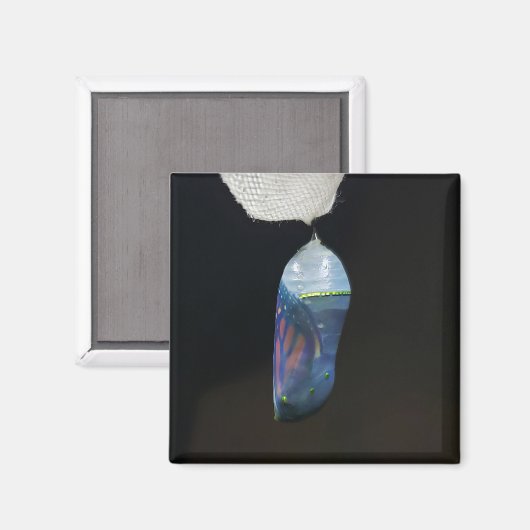Magnet - Monarch Chrysalis (2022) (Voorkant / Achterkant)