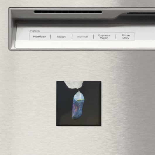 Magnet - Monarch Chrysalis (2022) (Insitu (Vaatwasser))