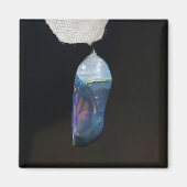 Magnet - Monarch Chrysalis (2022) (Voorkant)