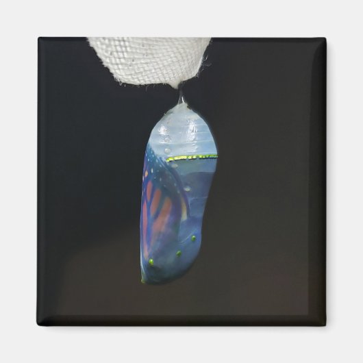 Magnet - Monarch Chrysalis (2022) (Voorkant)