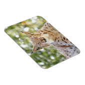 Magnet Photo cat, lynx, animal 0133. Magneet (Rechterzijde)
