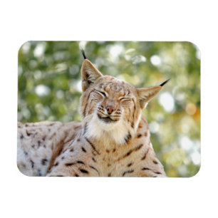 Magnet Photo cat, lynx, animal 0133. Magneet