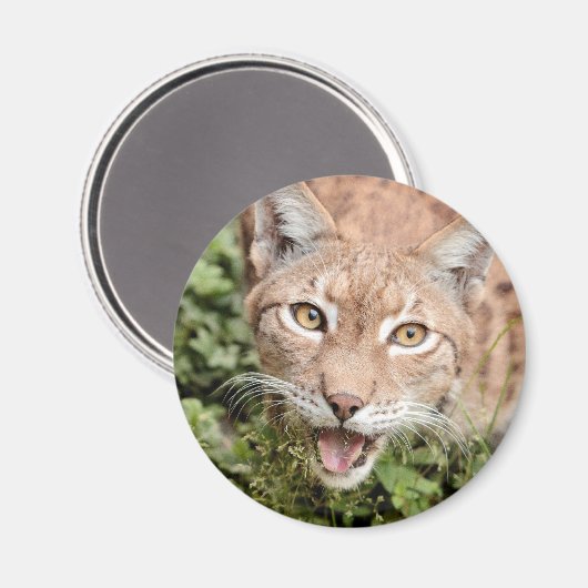 Magnet Photo lynx, animals 2. magnet (Voorkant / Achterkant)